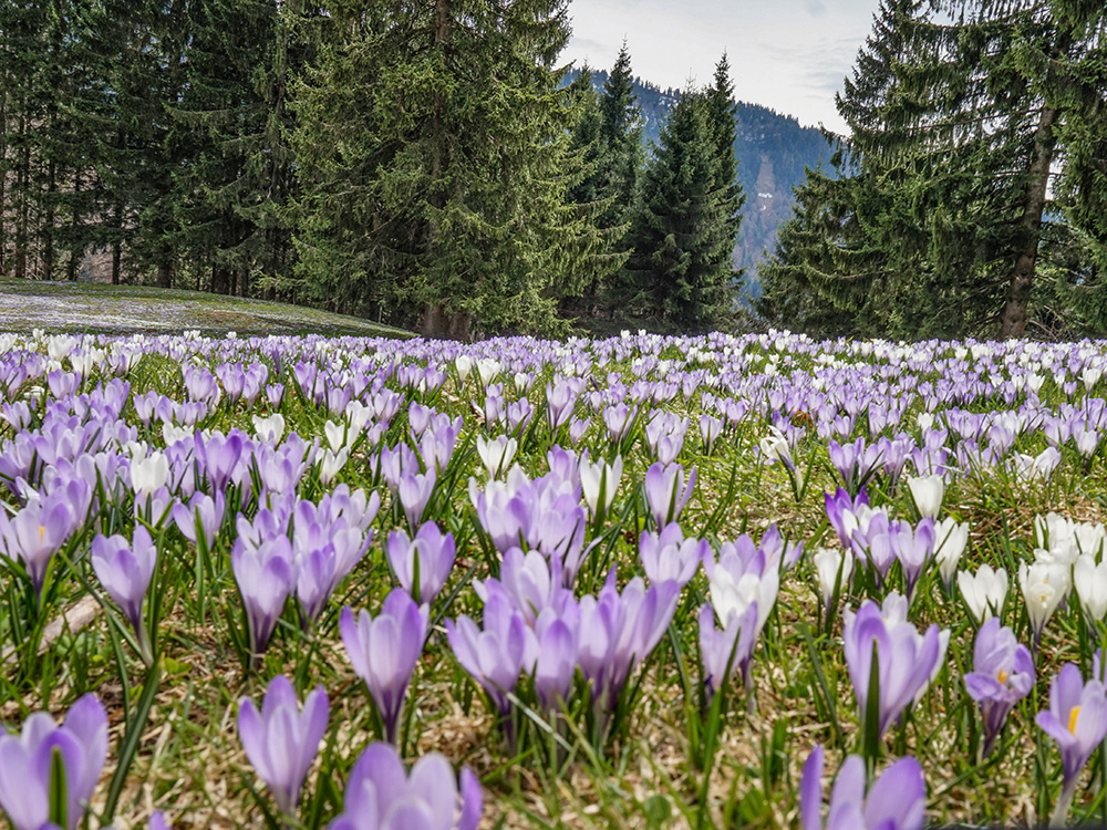 Hündle Wanderung Frau Bergschön